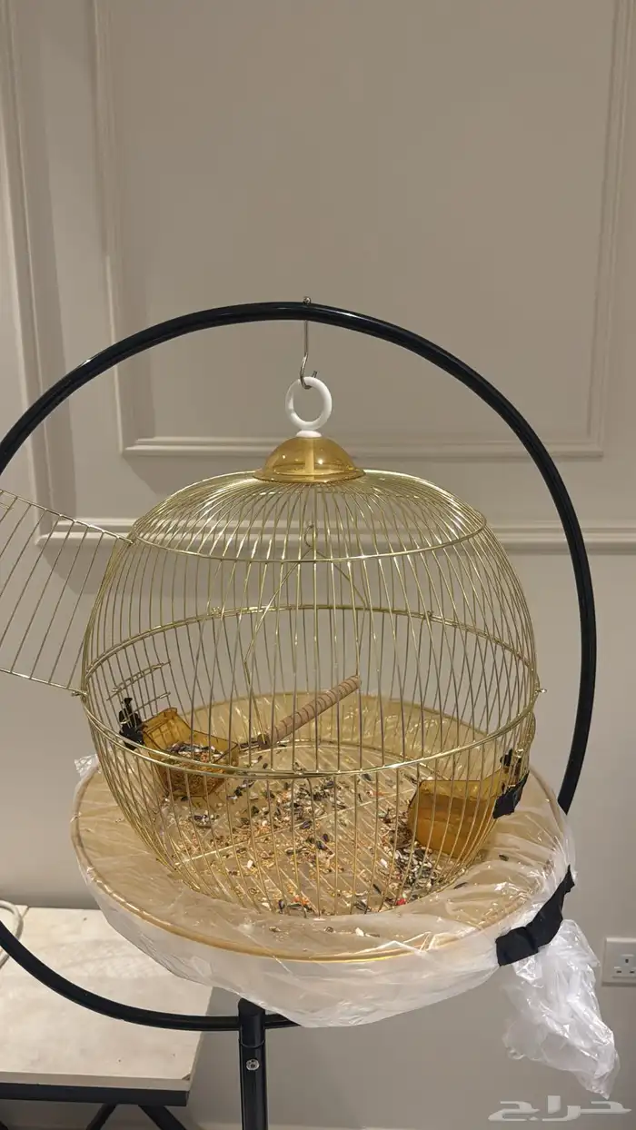 عصفور روز هدد مربيه بنفسي لونه رمادي وابيض وعمره بين السته 3