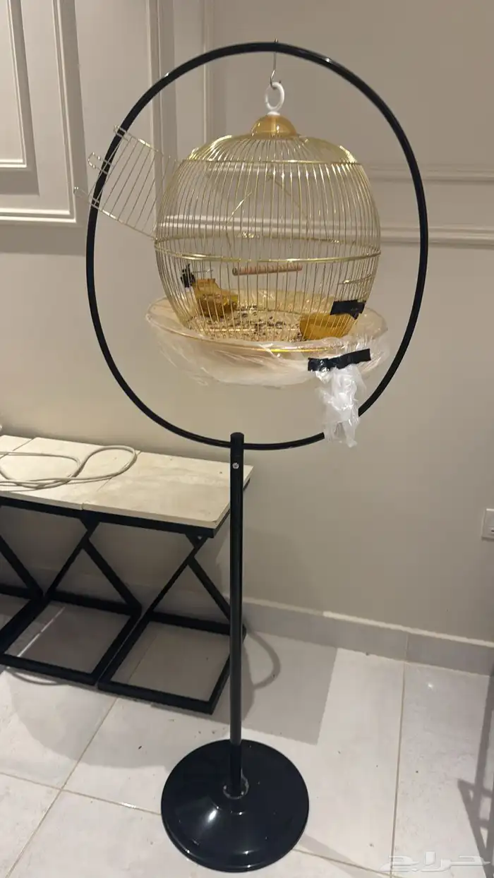 عصفور روز هدد مربيه بنفسي لونه رمادي وابيض وعمره بين السته 5