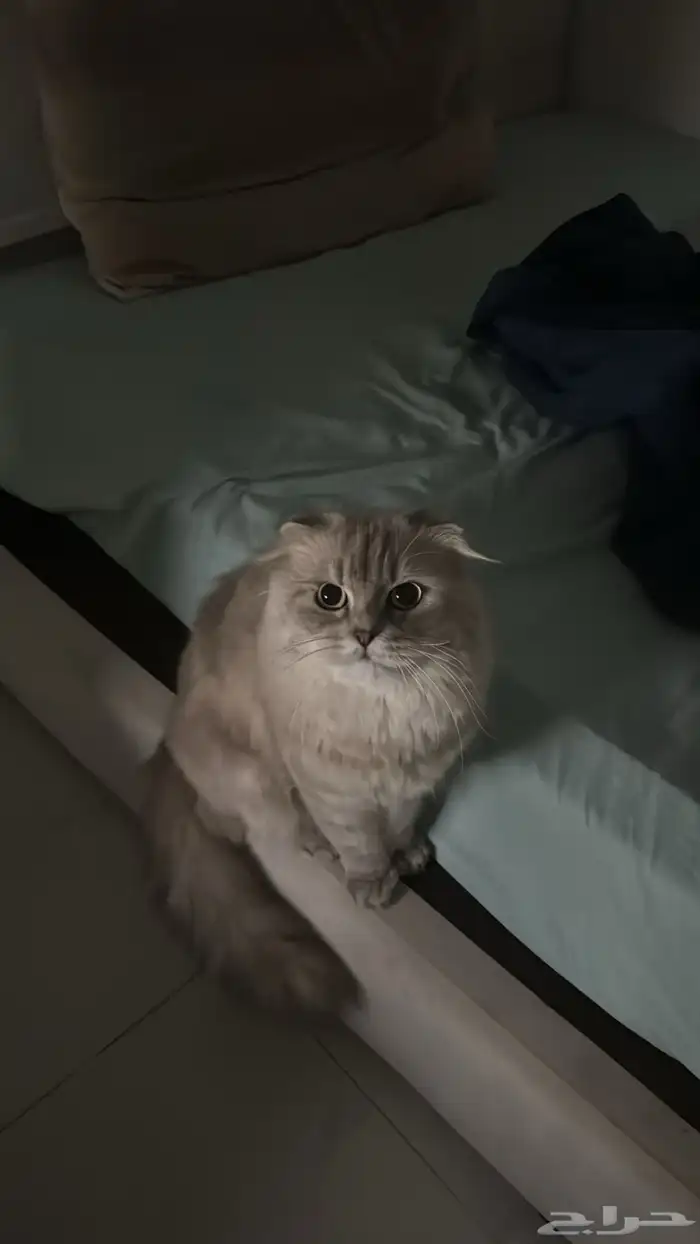 قط ذكر للتزاوج 0