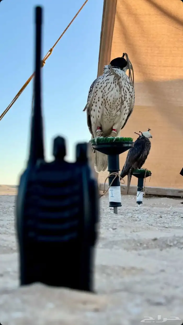 تدريب الطيور 1