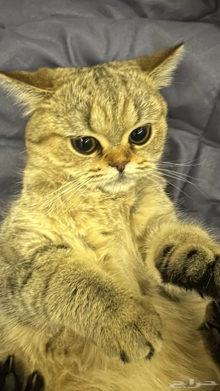 قط بريتش للبيع معا اغراضه انثى 2