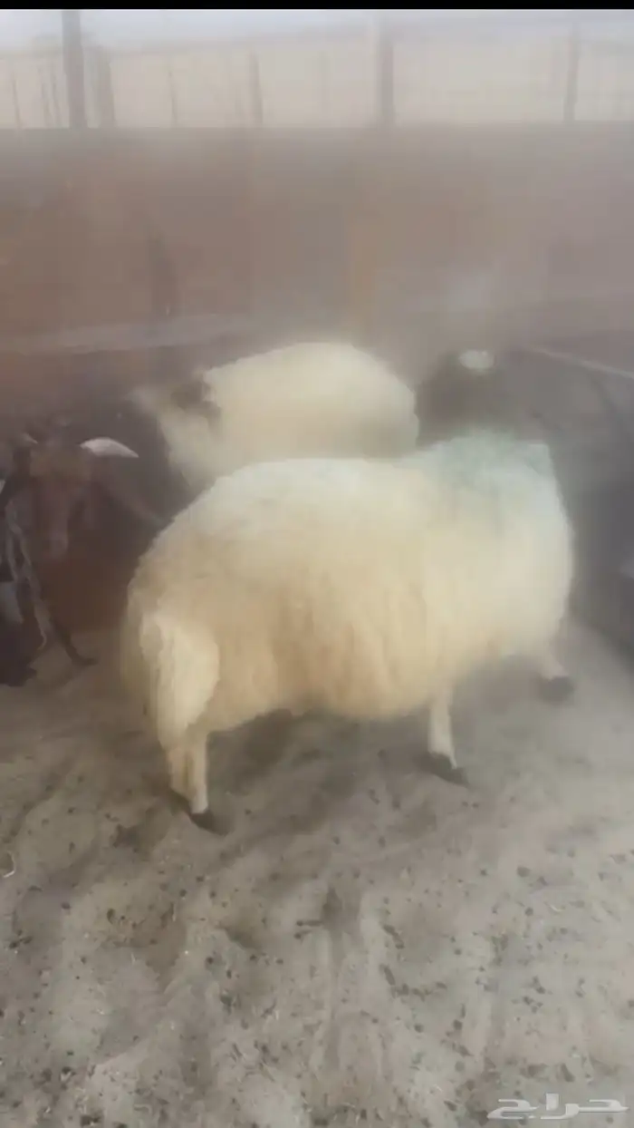 خرفان نعيمي للبيع 1