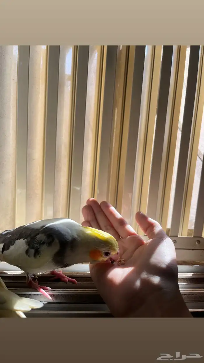 كروان صغير 1