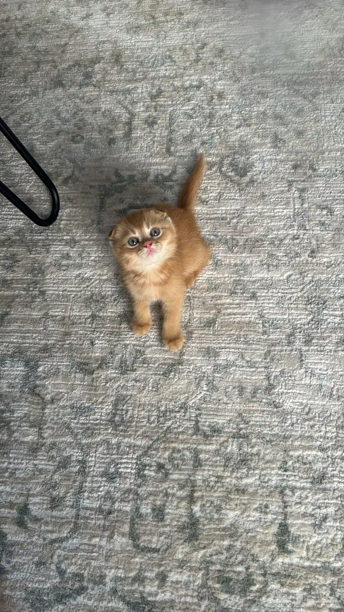 قط ذكر نوع   سكوتش فولد للبيع اليف ولعوب 1