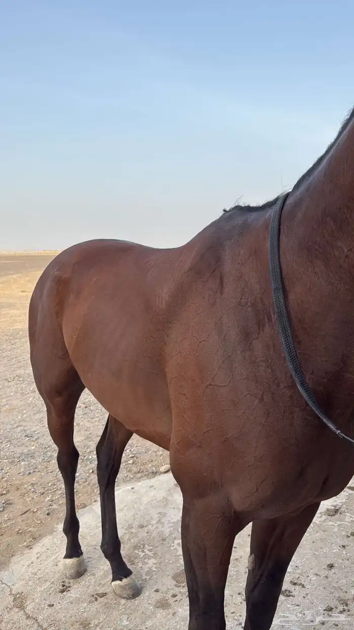 حصان انتاج إنجليزي 6