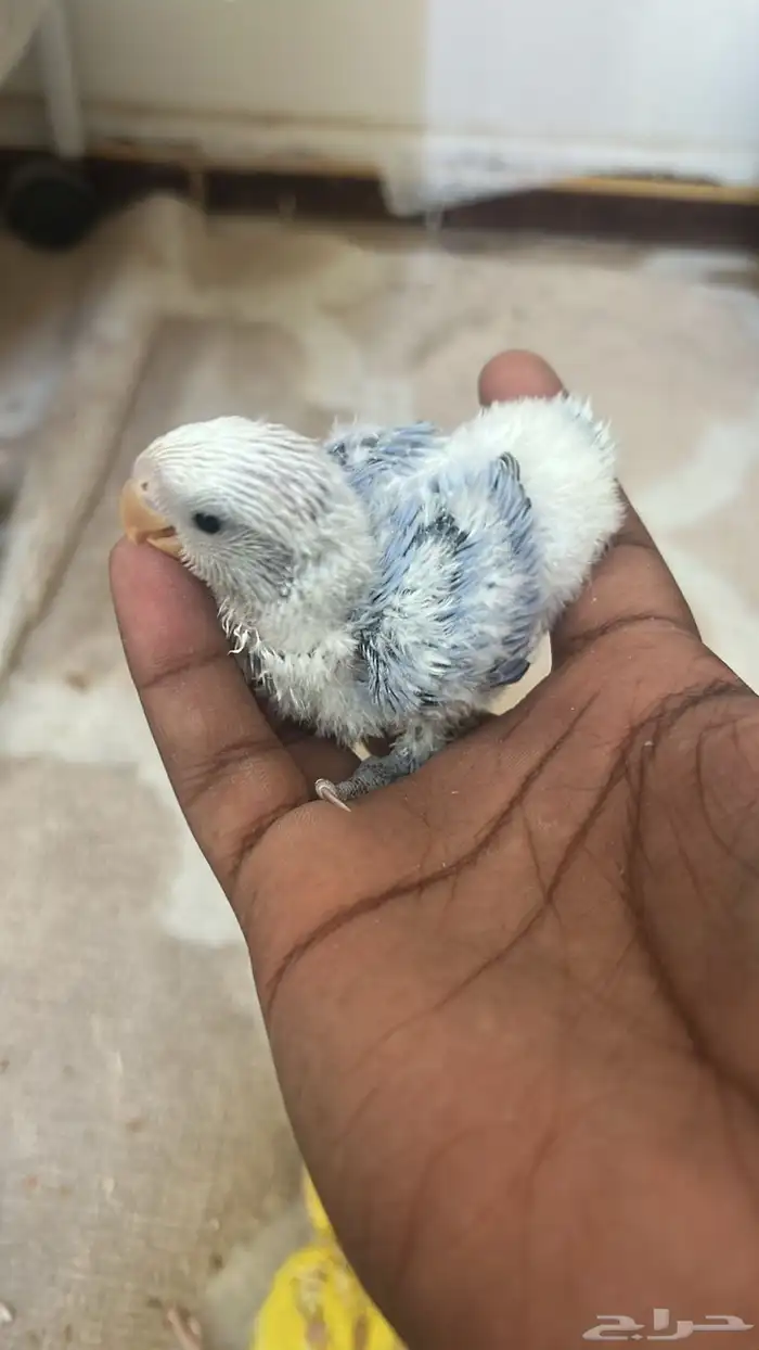 فروخ روز للبيع 6