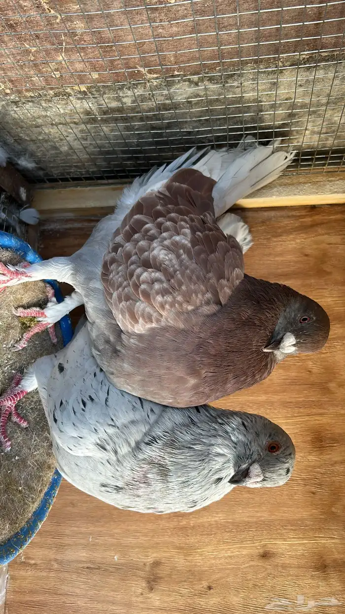 جوز مصري فاخر 1