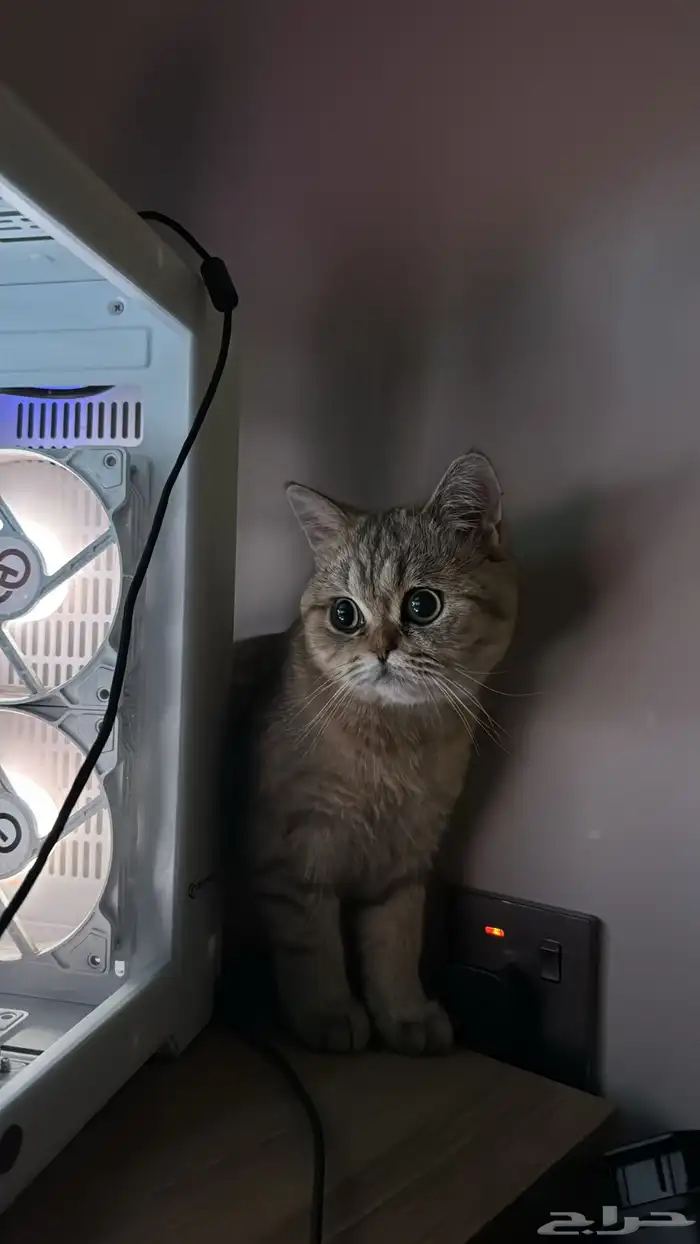 قط بريتش للبيع معا اغراضه انثى 7