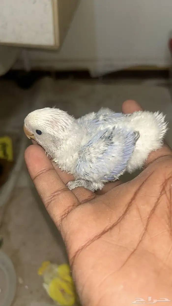 فروخ روز للبيع 0