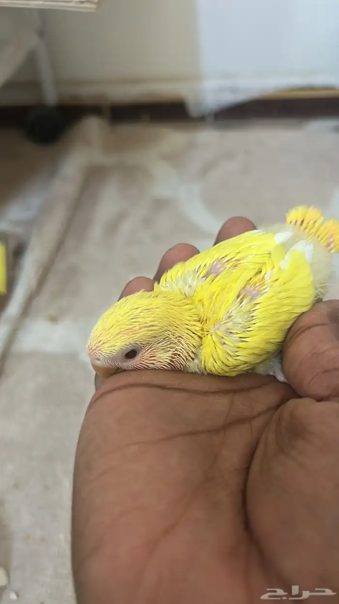 فروخ روز للبيع 5