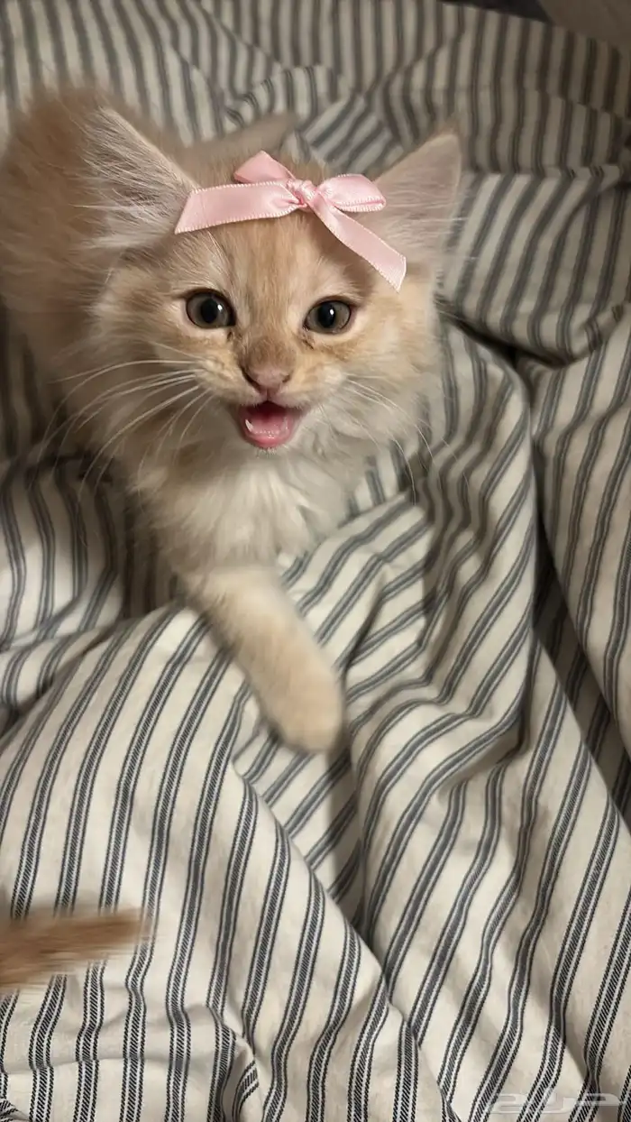 كيتن روسي شهرين و نص 1