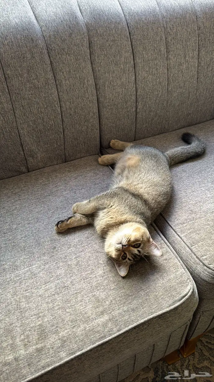 قطوه اسكتلنديه 1