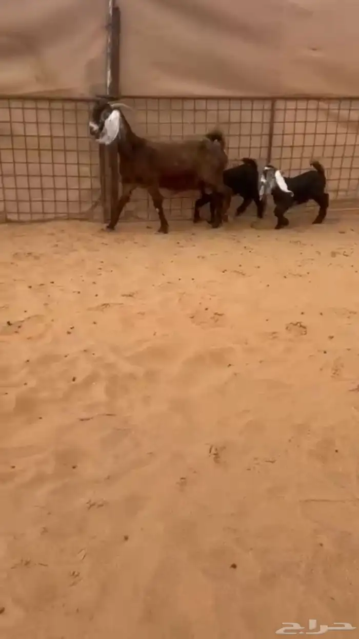 عنز متوم فرصة للقناي 0