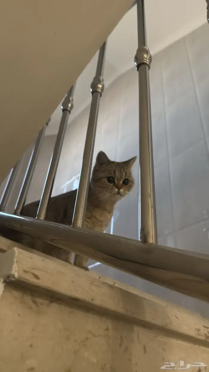 قط بريتش للبيع معا اغراضه انثى 4