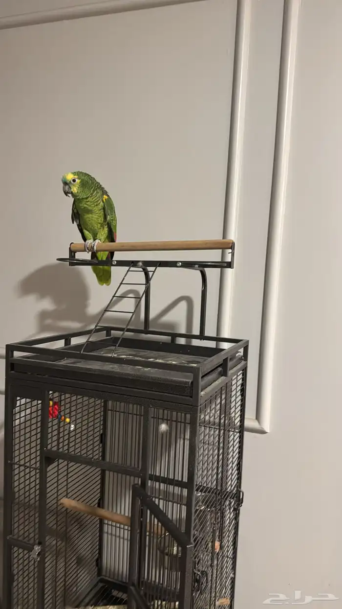 ببغاء امزوني بلو فرينتد 1