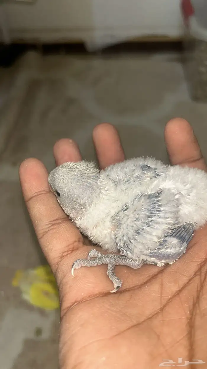 فروخ روز للبيع 3