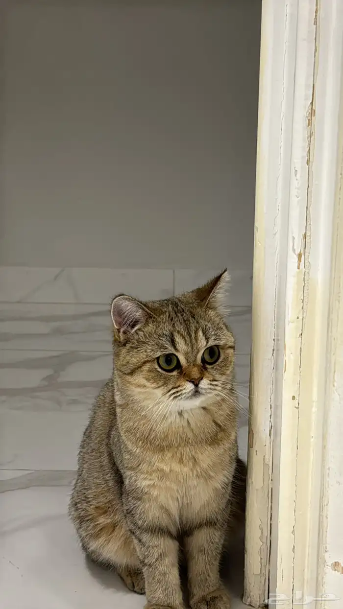 قط بريتش للبيع معا اغراضه انثى 5