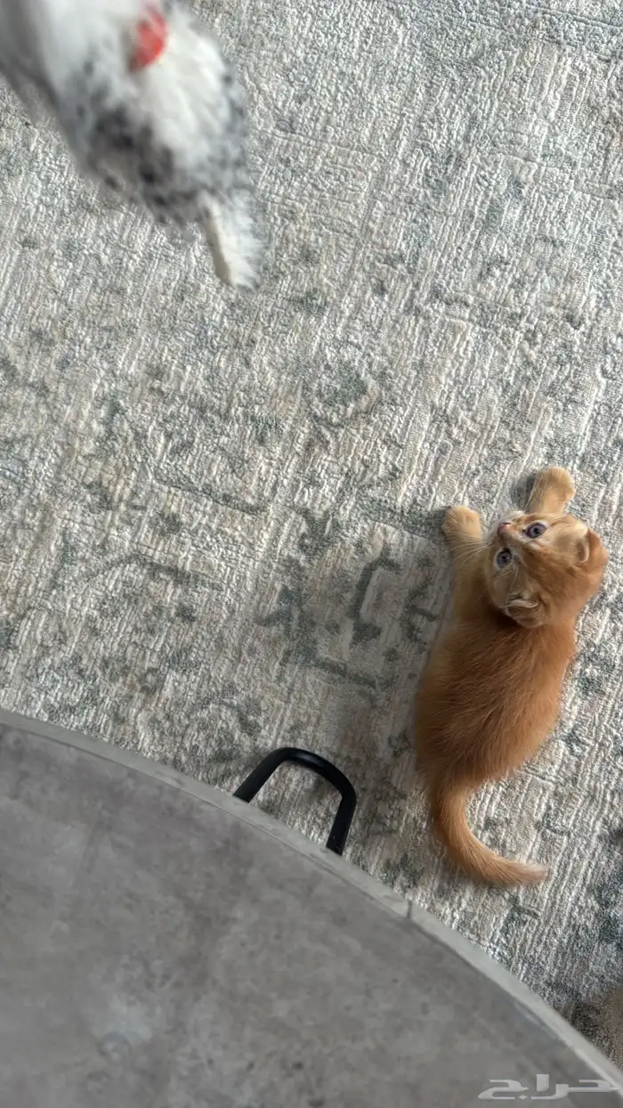 قط ذكر نوع   سكوتش فولد للبيع اليف ولعوب 3