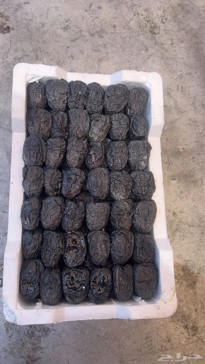 عجوة المدينه فلين حبه كبير 5