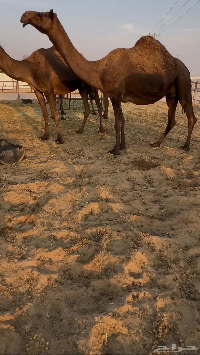 القاح وعجوم وضرايب وقعدان 6