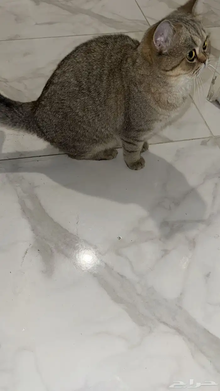 قط بريتش للبيع معا اغراضه انثى 3