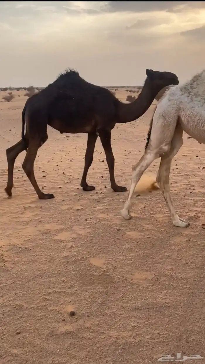 بكرة مجهم فيها طرق 0