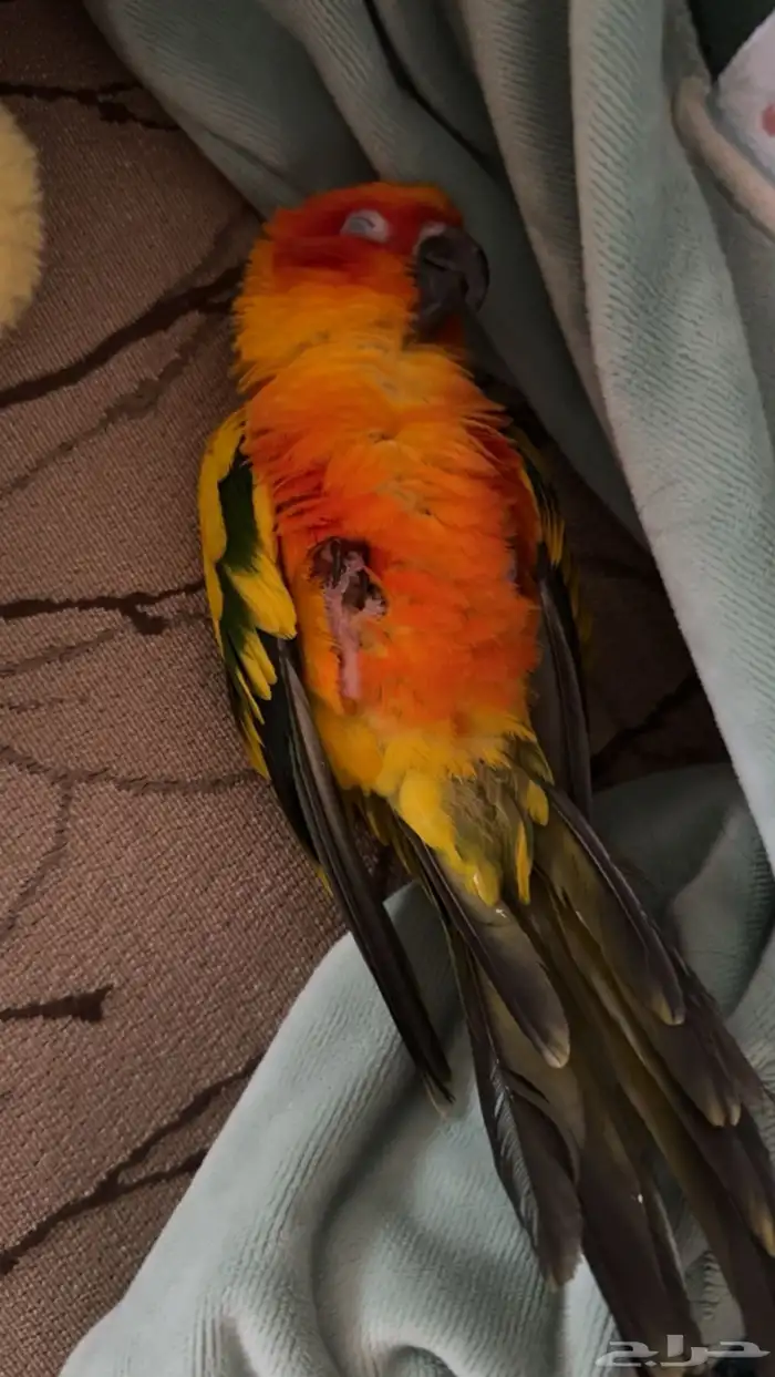 ببغاء صن كنيور 0