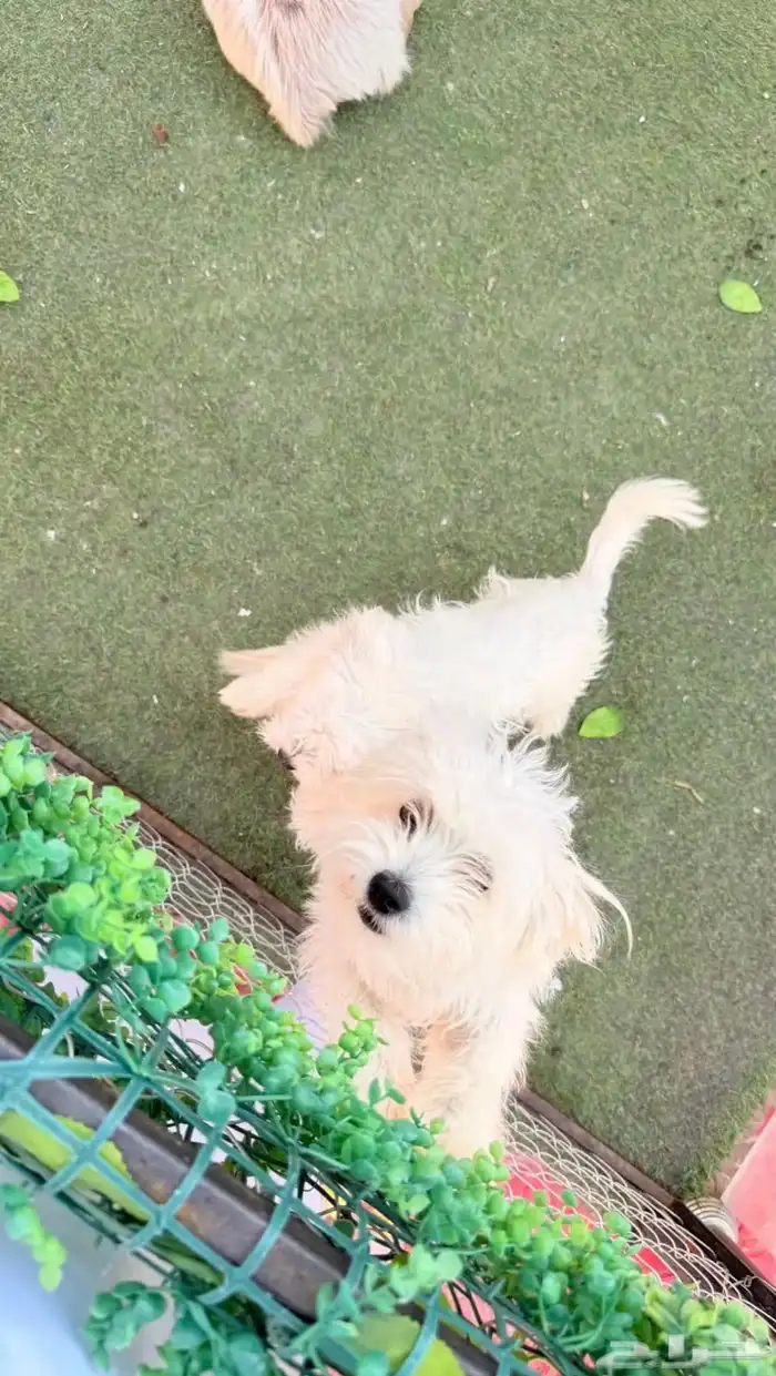 حيونات ليفه 0