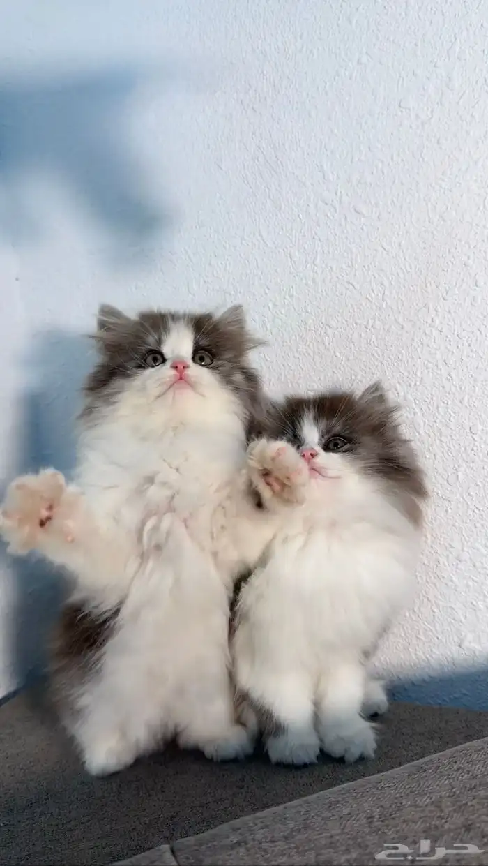 كيتين للبيع ادخل شوف الجمال 0