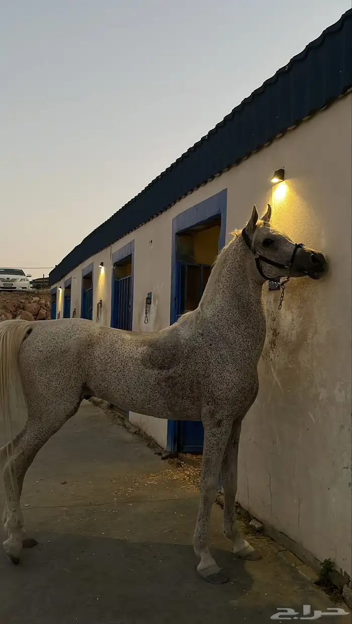 حصان واهو و  البيع شعبي 3