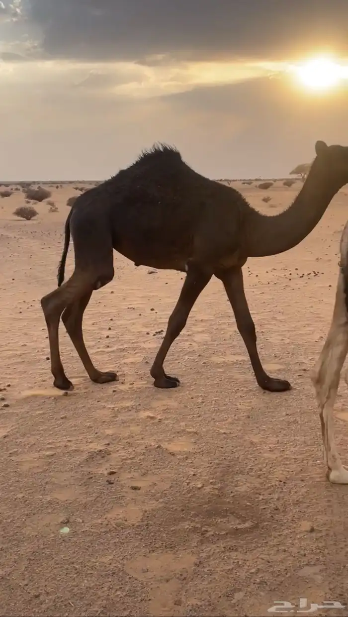 بكرة مجهم فيها طرق 1