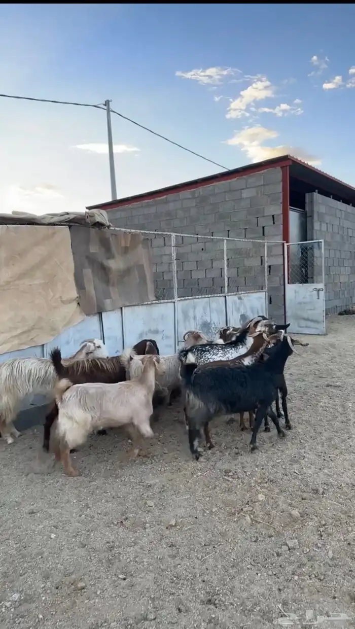 معزا دفع للبيع 0