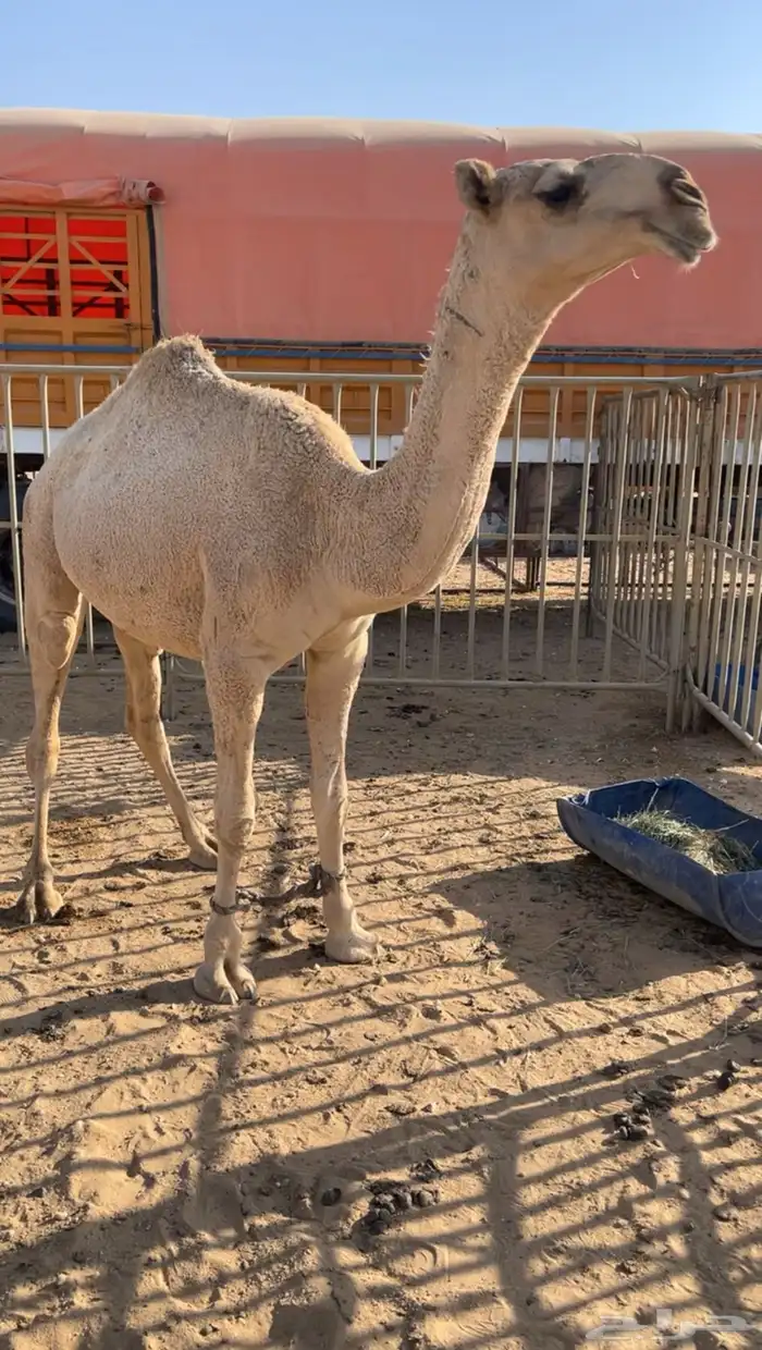 قعود حق حاكمي 0