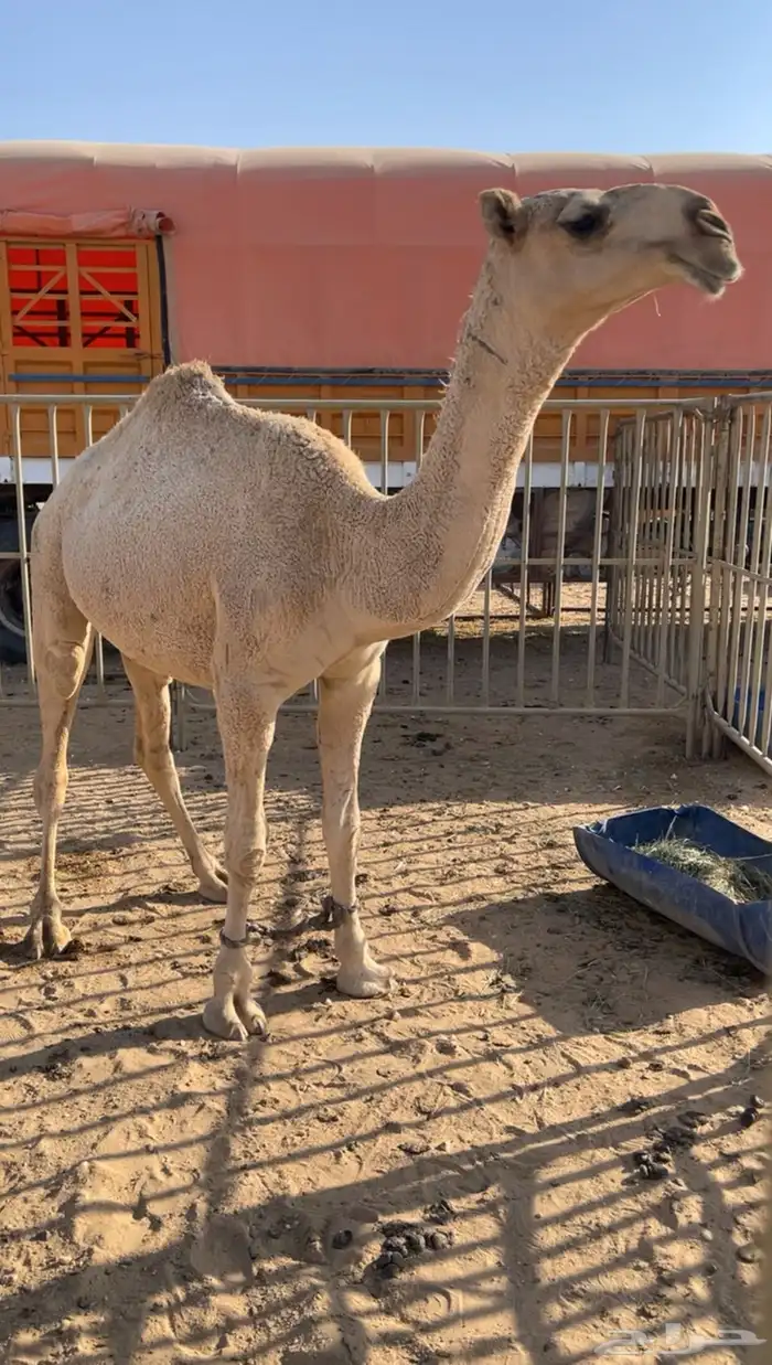 قعود حق حاكمي 1