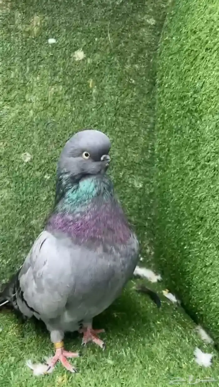 جوز لونق فيس كلين 0