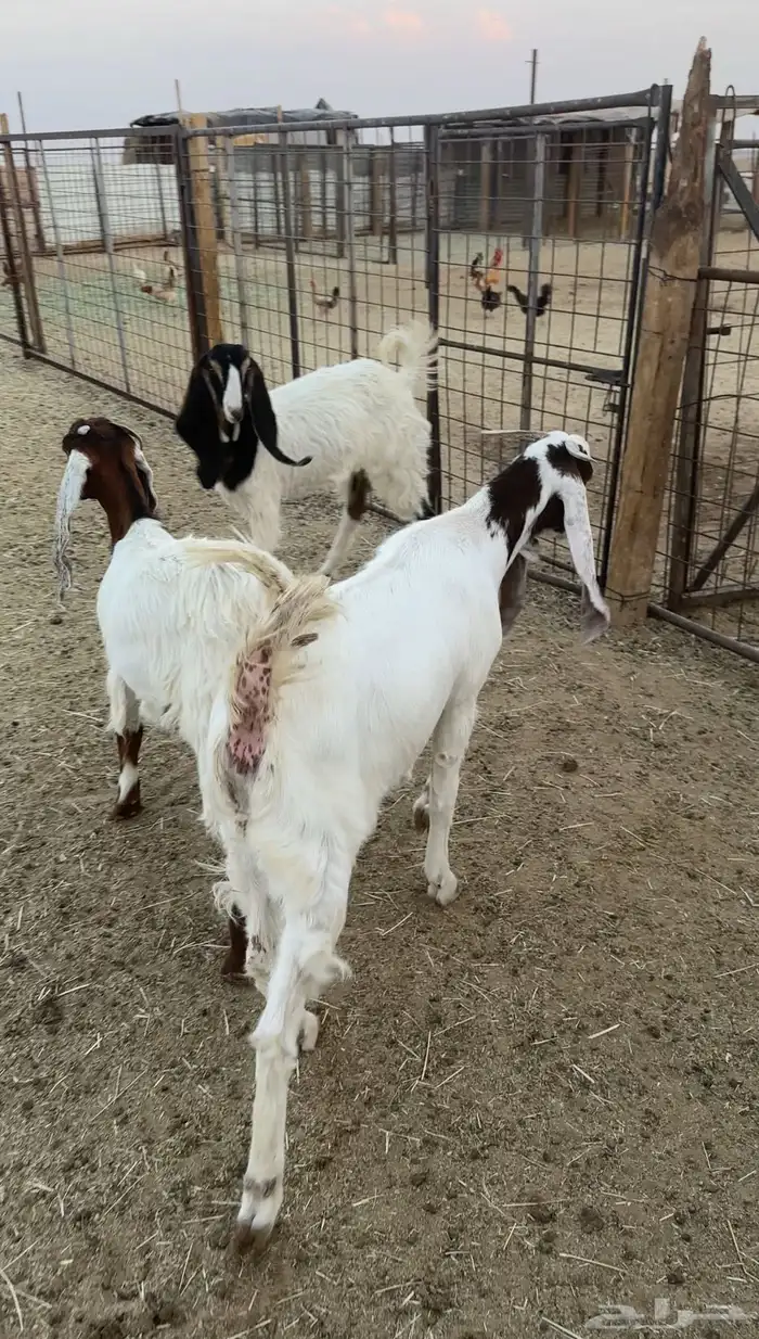 جفرات مشاريك 0