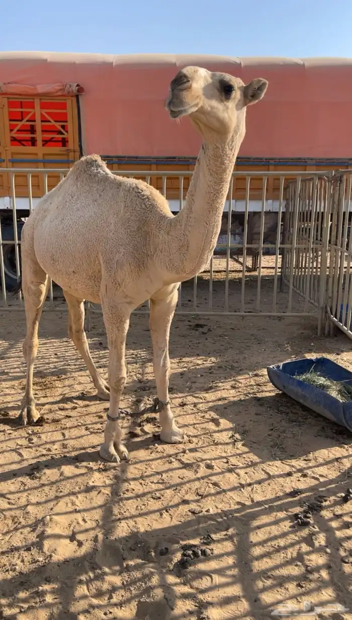 قعود حق حاكمي 3