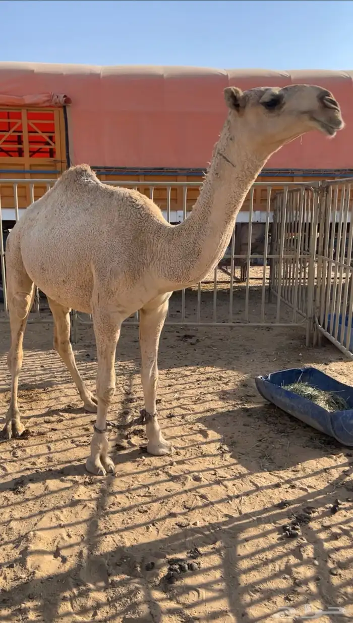 قعود حق حاكمي 2