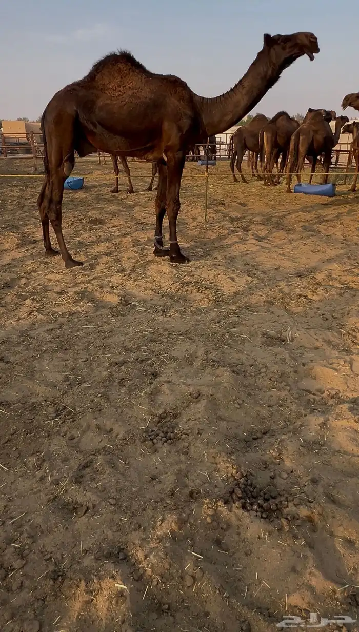 القاح وعجوم وضرايب وقعدان 8