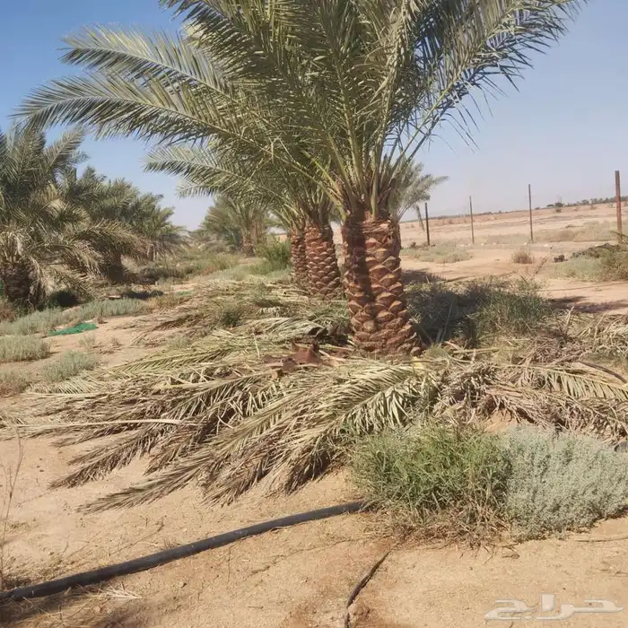 بيع وشراء النخيل 3