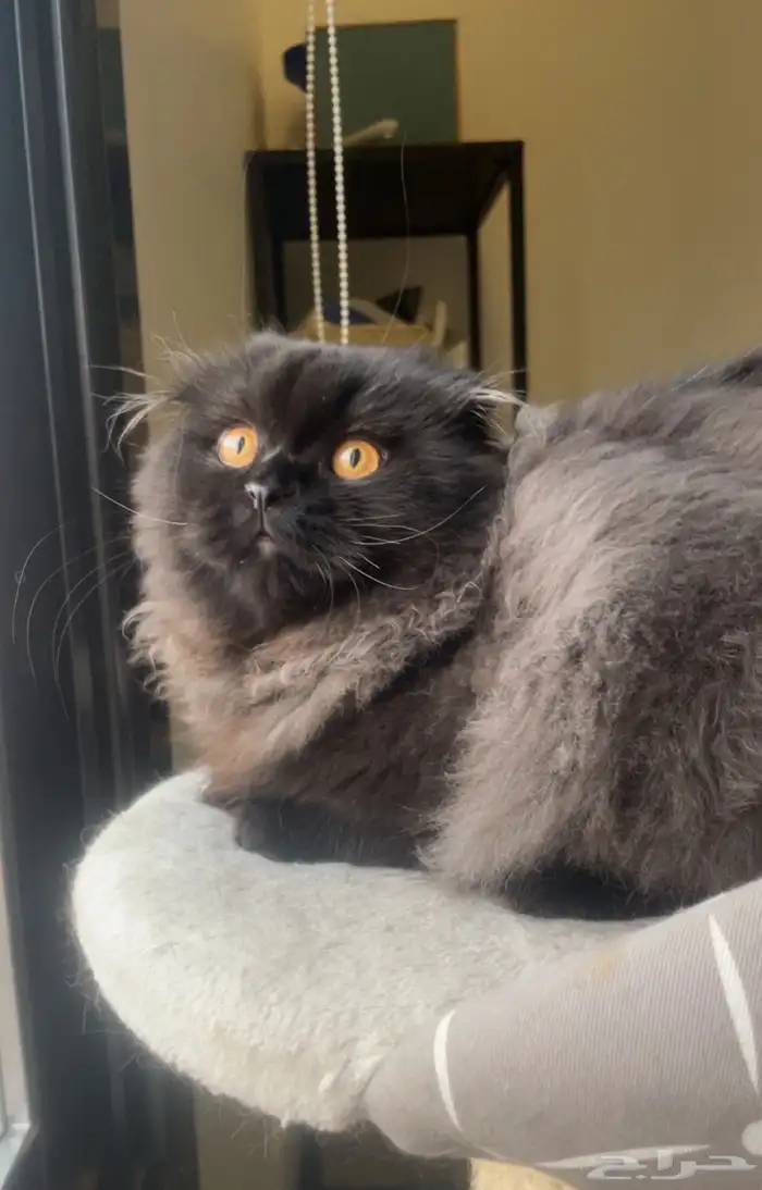 Scottish Fold Long hair kitten for SALE 0
