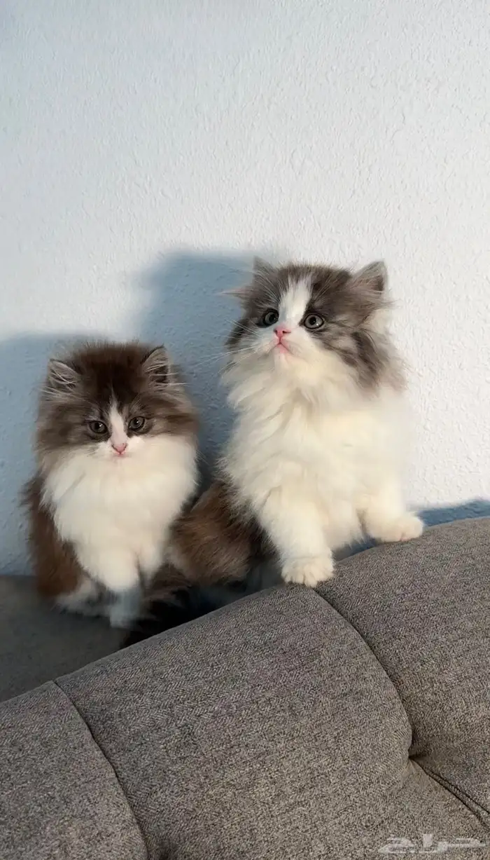 كيتين للبيع ادخل شوف الجمال 1