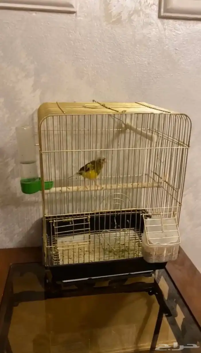 كناري ذاكر 0