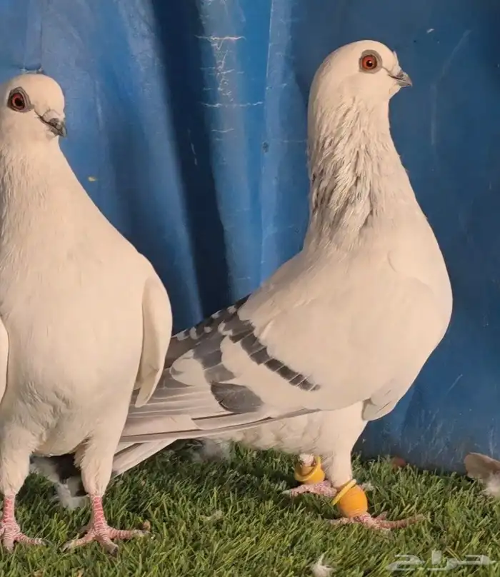 جوز بوز ابيض بكحله 5