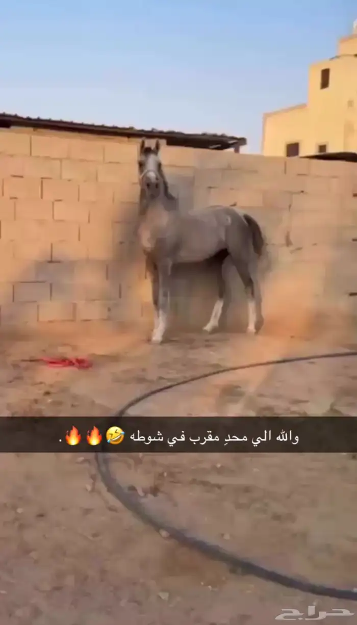 حصان عربي سبوق  . 0