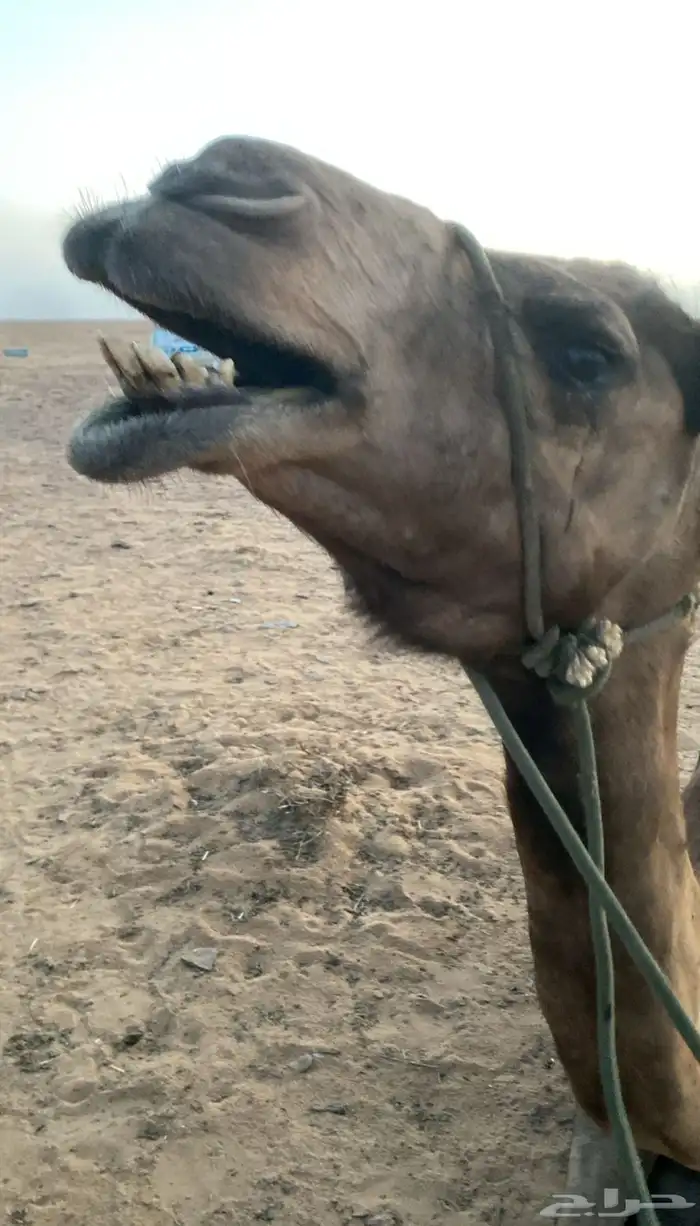 للبيع رحول طوع 1