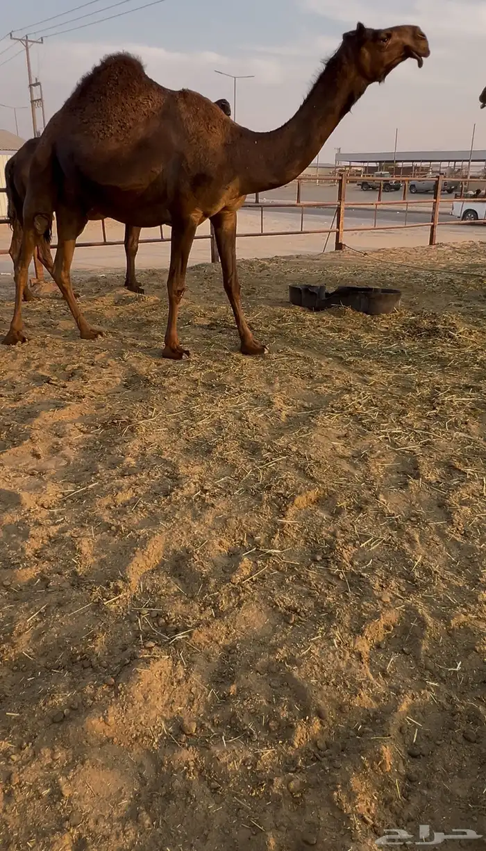 القاح وعجوم وضرايب وقعدان 5