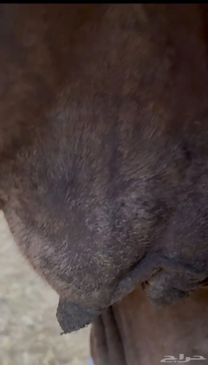 نياق مداني للبيع تمم البيع 8