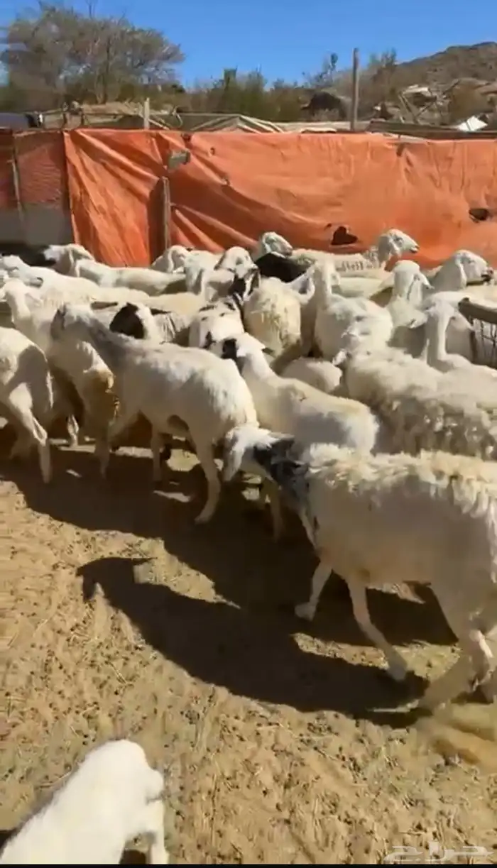 ضان العدد 45 يتبعها 18 الموقع النماص 0