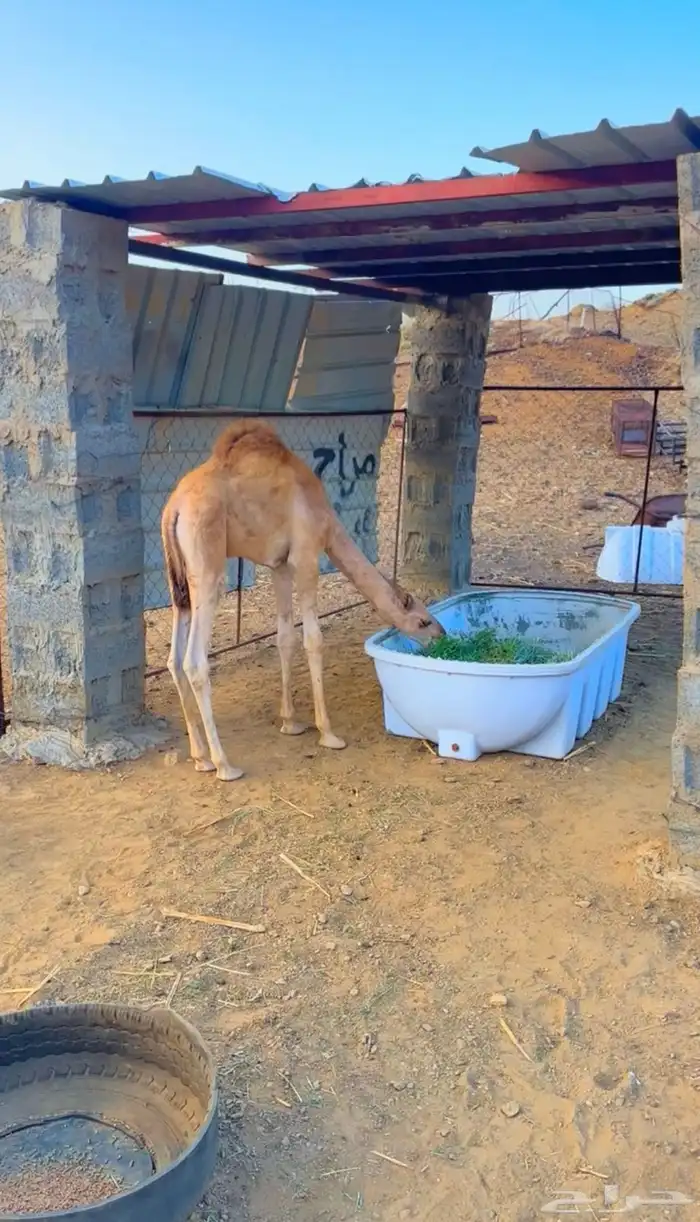 قعود للبيع 0